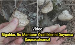 Bigalılar, Bu Mantarın Özelliklerini Duyunca Şaşıracaksınız!