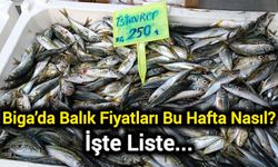 Biga’da Balık Fiyatları Bu Hafta Nasıl? İşte Liste