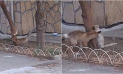 Tilki ile Sokak Kedisi Arkadaş Oldu, Birlikte Oyun Oynadı