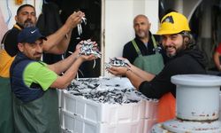 Hamsi bolluğu balıkçıların yüzünü güldürdü