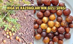 Biga ve Kazdağları'nın gizli şifası