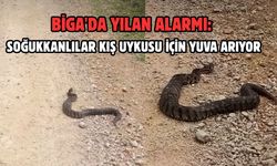 Biga'da soğukkanlılar kış uykusu için yuva arıyor