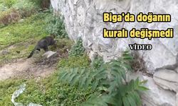 Biga’da doğanın kuralı değişmedi