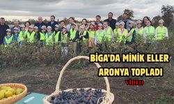 Çanakkale Biga’da minik eller aronya topladı