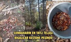 Sonbaharın en tatlı telaşı: Bigalılar kestane peşinde!