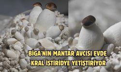Çanakkale Biga’nın mantar avcısı evde kral istiridye yetiştiriyor