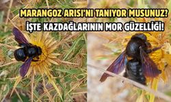 Marangoz Arısı’nı Tanıyor Musunuz? İşte Kazdağlarının Mor Güzelliği!