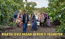Çanakkale Biga’da ceviz hasadı bereketi yaşanıyor