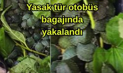 Yasak tür otobüs bagajında yakalandı