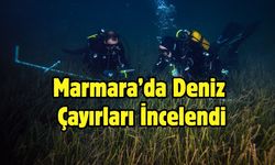 Marmara'da deniz çayırlarının genel durumunun iyi olduğu gözlendi