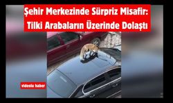 Şehir Merkezinde Sürpriz Misafir: Tilki Arabaların Üzerinde Dolaştı