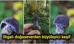 Bigalı doğaseverden büyüleyici keşif