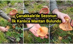 Çanakkale’de Sezonun İlk Kanlıca Mantarı Bulundu