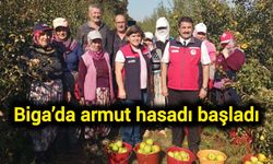 Çanakkale Biga’da armut hasadı başladı