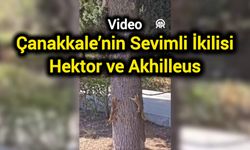 Çanakkale’nin Sevimli İkilisi: Hektor ve Akhilleus