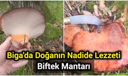 Biga'da Doğanın Nadide Lezzeti: Biftek Mantarı