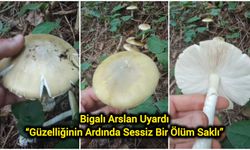Bigalı Arslan Uyardı: “Güzelliğinin Ardında Sessiz Bir Ölüm Saklı”