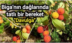 Biga’nın dağlarında tatlı bir bereket: Davulga