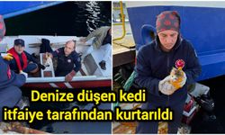 Denize düşen kedi itfaiye tarafından kurtarıldı