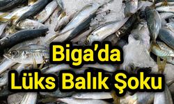Biga’da Lüks Balık Şoku