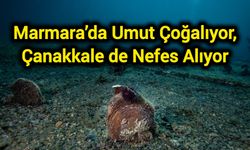 Marmara’da Umut Çoğalıyor, Çanakkale de Nefes Alıyor