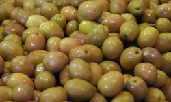 Sofralık zeytin ihracatında rekor