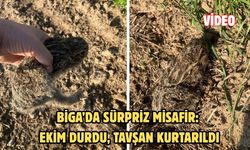 Biga’da sürpriz misafir: Ekim durdu, tavşan kurtarıldı