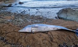 Gelibolu'da ölü bir yunus sahile vurdu