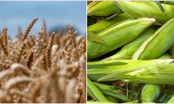 Arpa ve mısır ithalatı artıyor