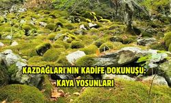 Kazdağları'nın kadife dokunuşu: Kaya yosunları