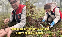 Çanakkale’de buğdayın kabusu süneye erken müdahale