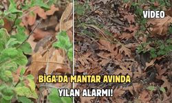 Biga’da mantar avında yılan alarmı!