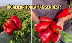 Çanakkale Biga’da kapya biberler tarladan ücretsiz!