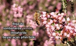 Biga'da sonbaharda pembe, ilkbaharda beyaz açan şifalı bitki