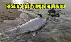 Gelibolu’nun ardından Biga’da da ölü yunus vakası