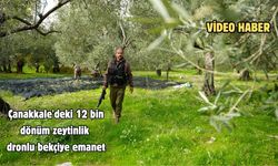 Çanakkale'deki 12 bin dönüm zeytinlik dronlu bekçiye emanet