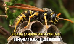 Biga'da samuray arısı yanılgısı: Uzmanlar halkı bilgilendirdi