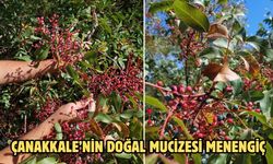 Çanakkale’nin Doğal Mucizesi Menengiç