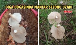 Çanakkale Biga doğasında mantar sezonu uzadı