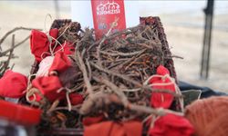 Edirne kırmızısının kullanım alanları genişliyor