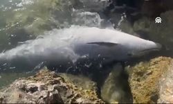 Balıkçı ağlarına takılan yunus karaya vurdu (Video)