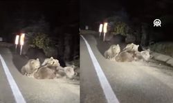 Bir ayının yolda yavrularını emzirmesi kamerada (Video)