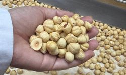 Türkiye, fındık ihracat sezonunun sağladığı geliri açıkladı