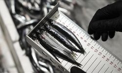 Bu yıl 6 bin 161 su ürünleri denetimi yapıldı