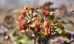 Zirai dondan etkilenen üreticilere 798 milyon lira yeni destek ödemesi