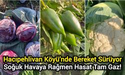 Hacıpehlivan Köyü’nde Bereket Sürüyor: Soğuk Havaya Rağmen Hasat Tam Gaz!