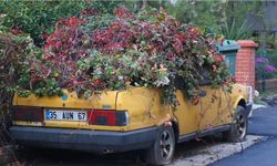8 yıldır park halindeki otomobili sarmaşıklar sardı