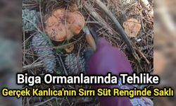 Biga Ormanlarında Tehlike: Gerçek Kanlıca'nın Sırrı Süt Renginde Saklı
