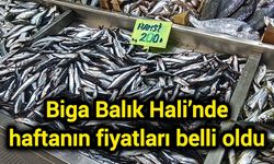 Biga Balık Hali’nde haftanın fiyatları belli oldu