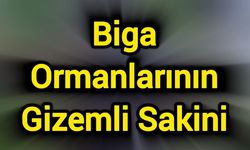 Biga Ormanlarının Gizemli Sakini